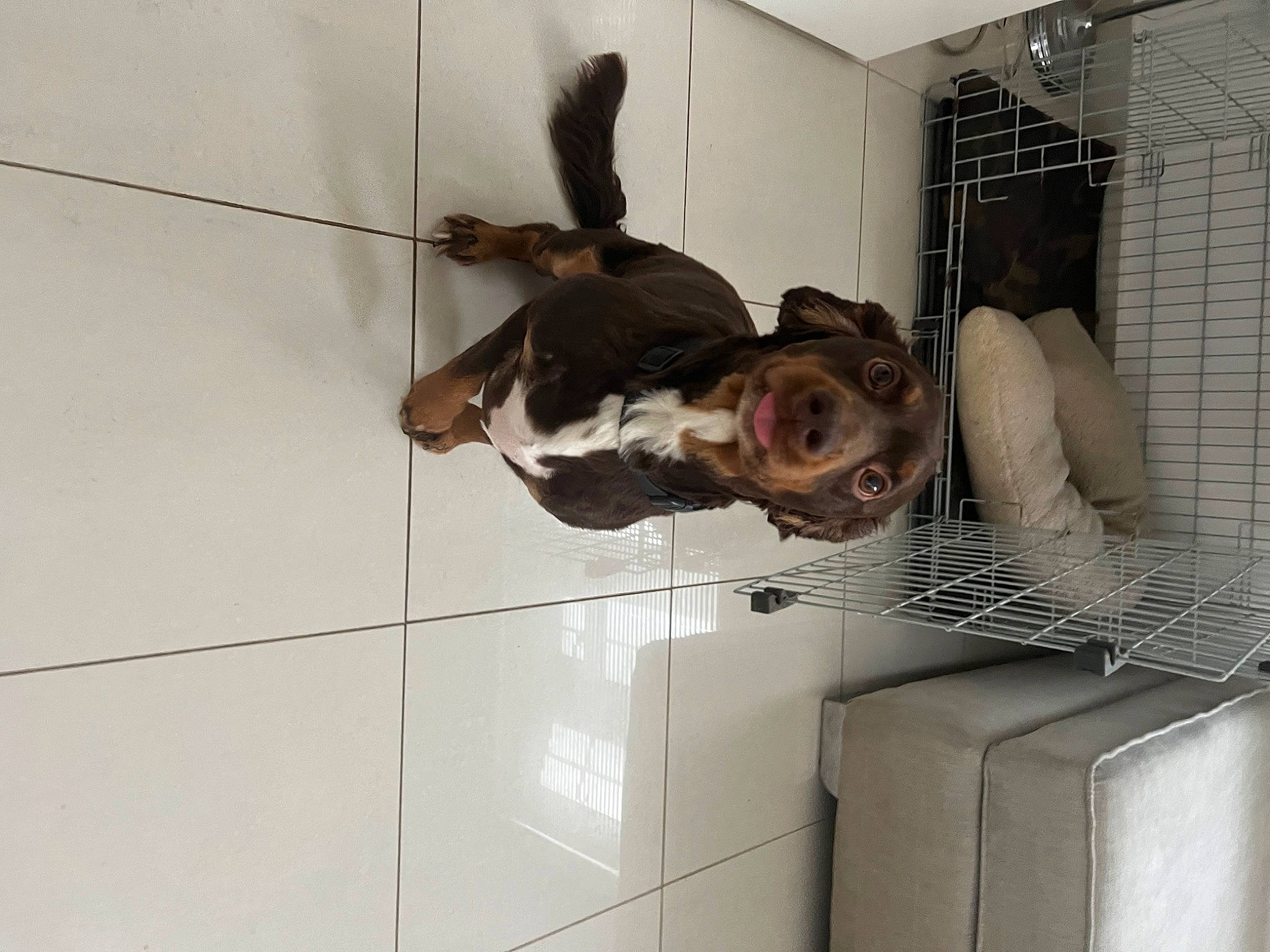 Jasper joined the competition — help win amazing prizes! animal_shelter, cage, carnivore, comfort, dog, dog_breed, door, fawn, flooring, fun, fur, house, metal, room, snout, tail, tile, window