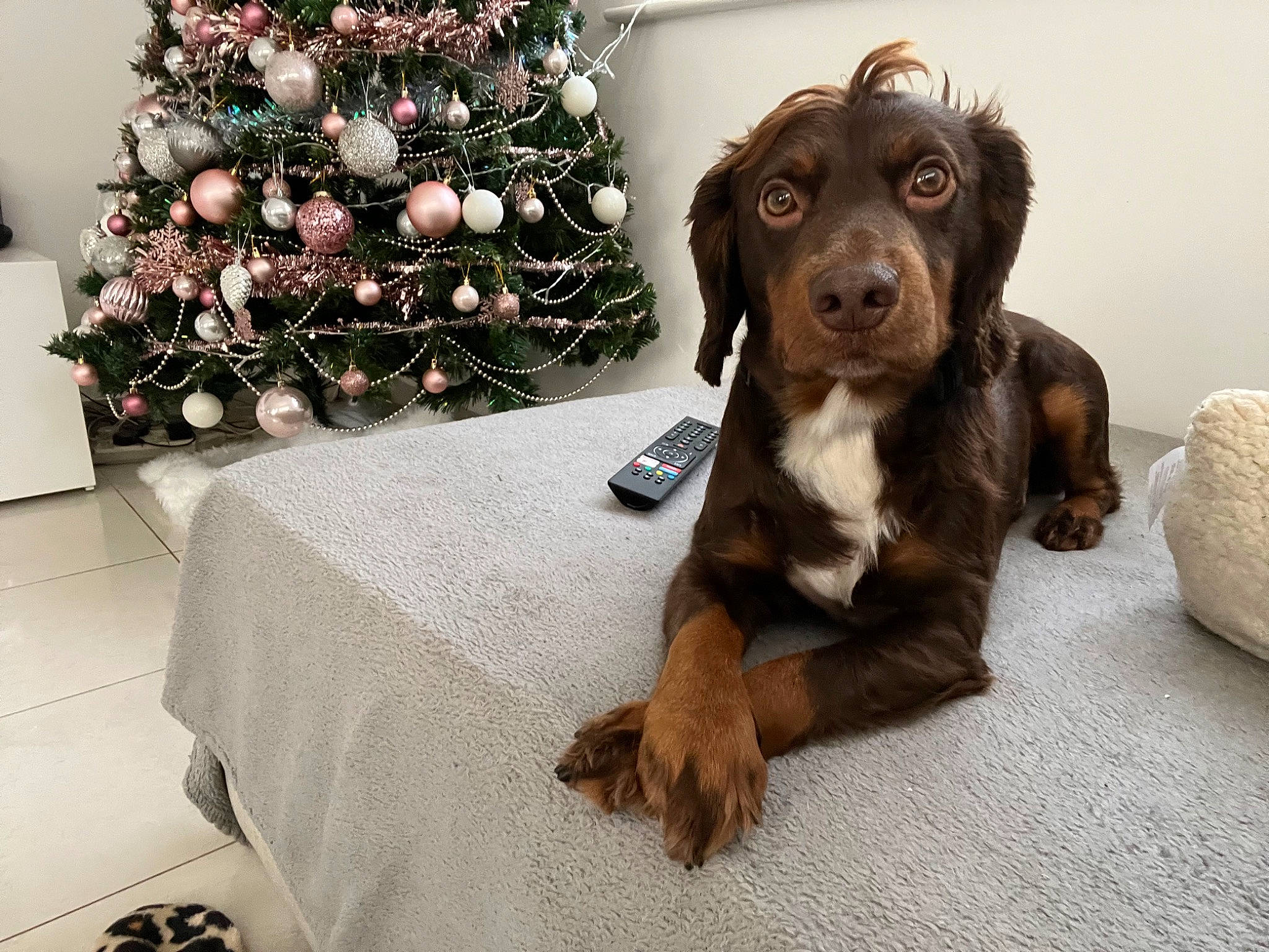 Jasper joined the competition — help win amazing prizes! carnivore, christmas_decoration, christmas_ornament, christmas_tree, companion_dog, conifer, dog, dog_breed, event, fawn, fur, holiday, holiday_ornament, liver, ornament, spaniel, sporting_group, tennis_ball, wood, working_animal