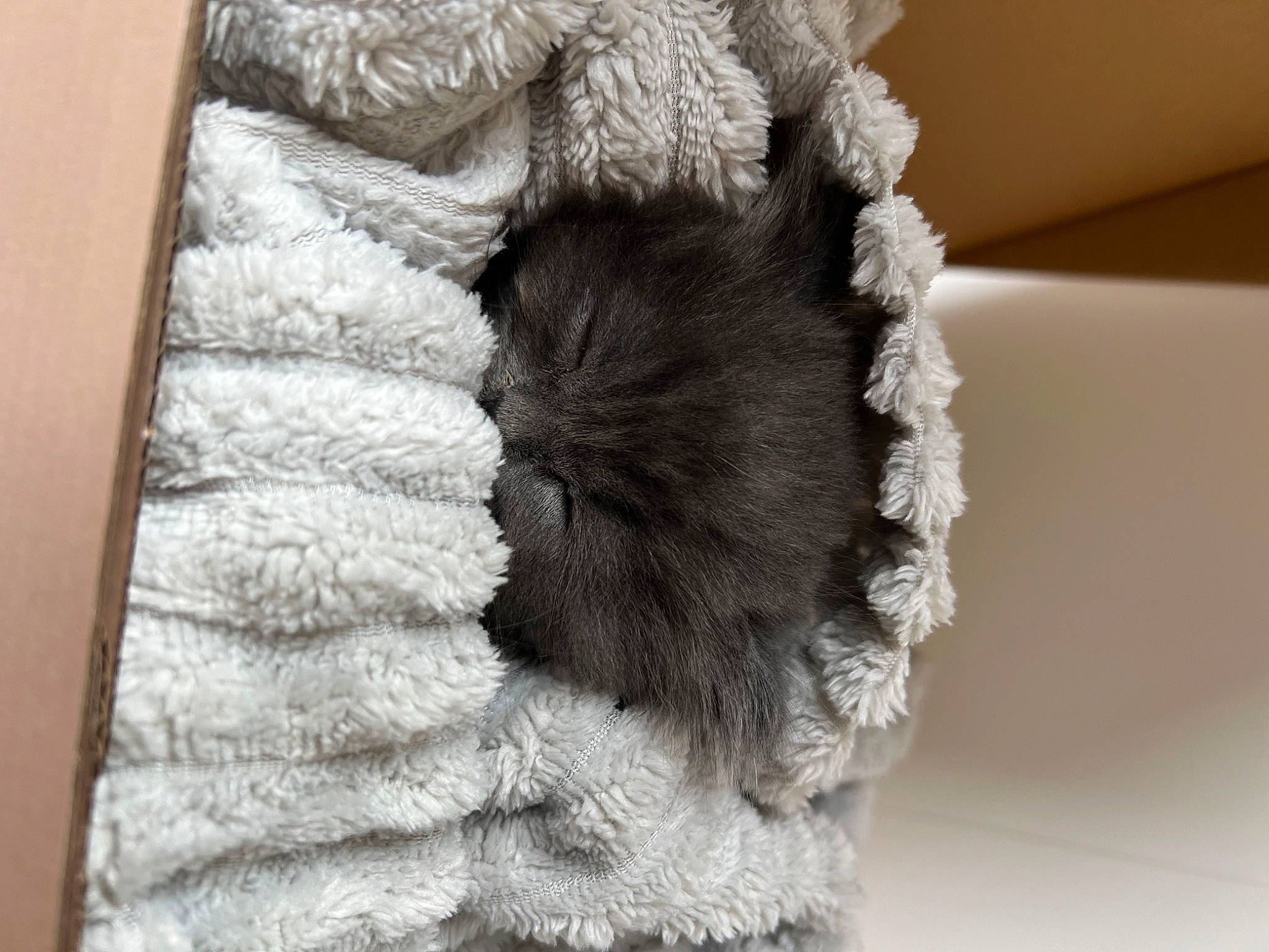 Kitty joined the competition — help win amazing prizes! art, crochet, fashion_accessory, fiber, fur, fur_clothing, glove, grey, hand, headgear, linens, monochrome_photography, outerwear, pattern, room, textile, thread, wood, wool, woolen