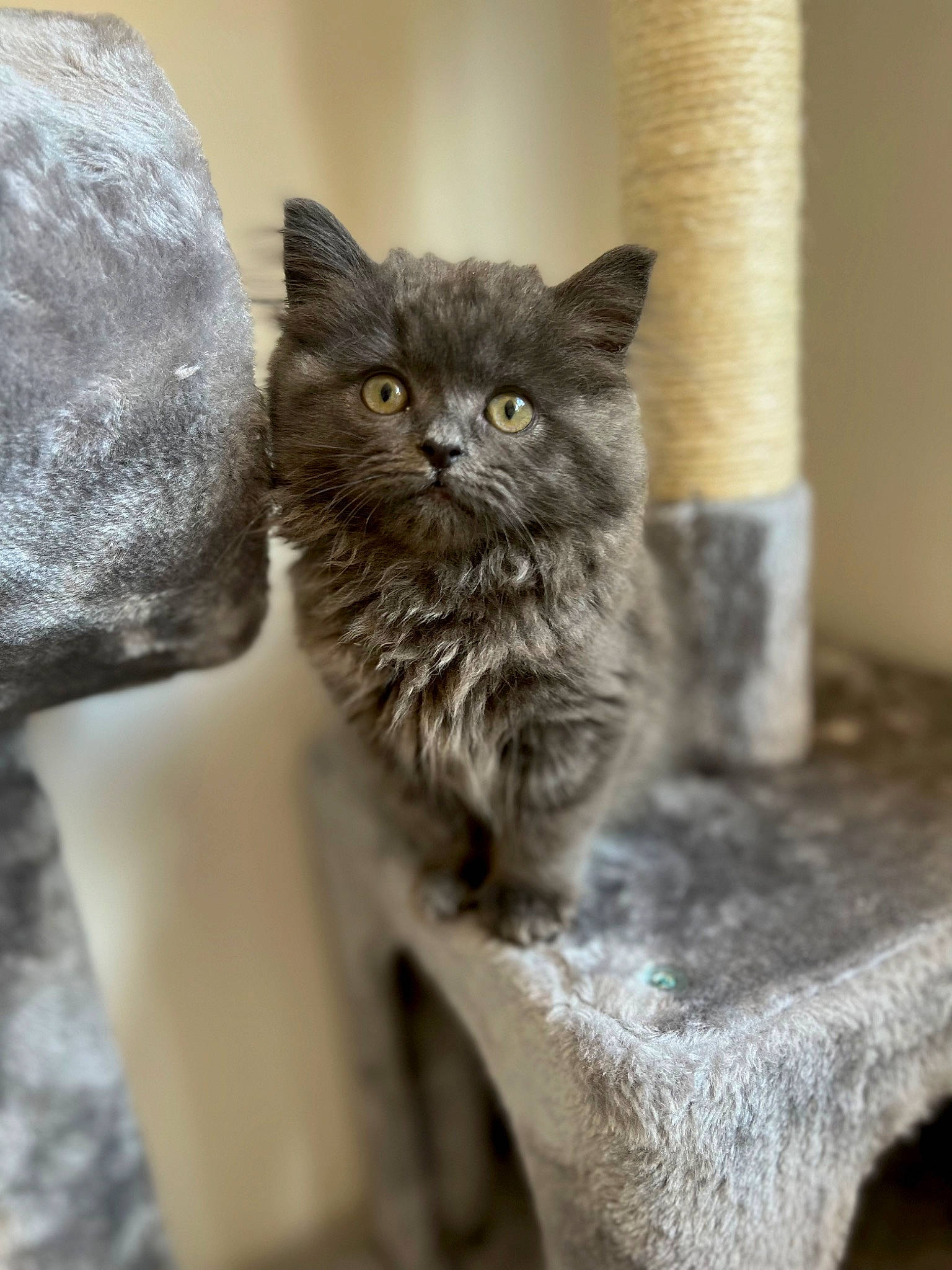 Kitty joined the competition — help win amazing prizes! carnivore, cat, domestic_short_haired_cat, felidae, fur, grey, small_to_medium_sized_cats, snout, terrestrial_animal, whiskers