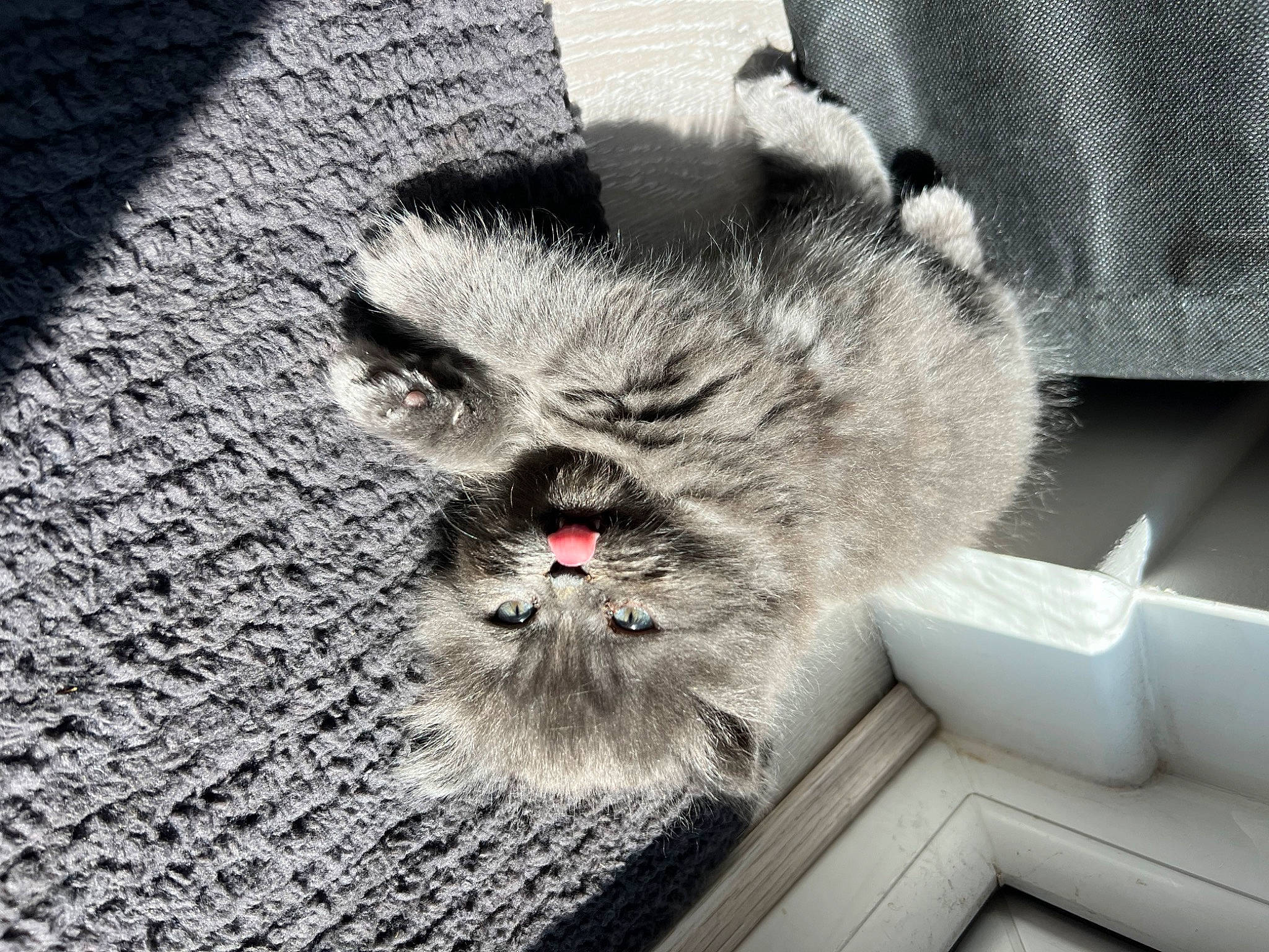 Kitty joined the competition — help win amazing prizes! carnivore, cat, domestic_short_haired_cat, eye, felidae, fur, grey, head, monochrome, monochrome_photography, paw, photo_caption, sitting, small_to_medium_sized_cats, snout, tail, terrestrial_animal, whiskers, wildlife