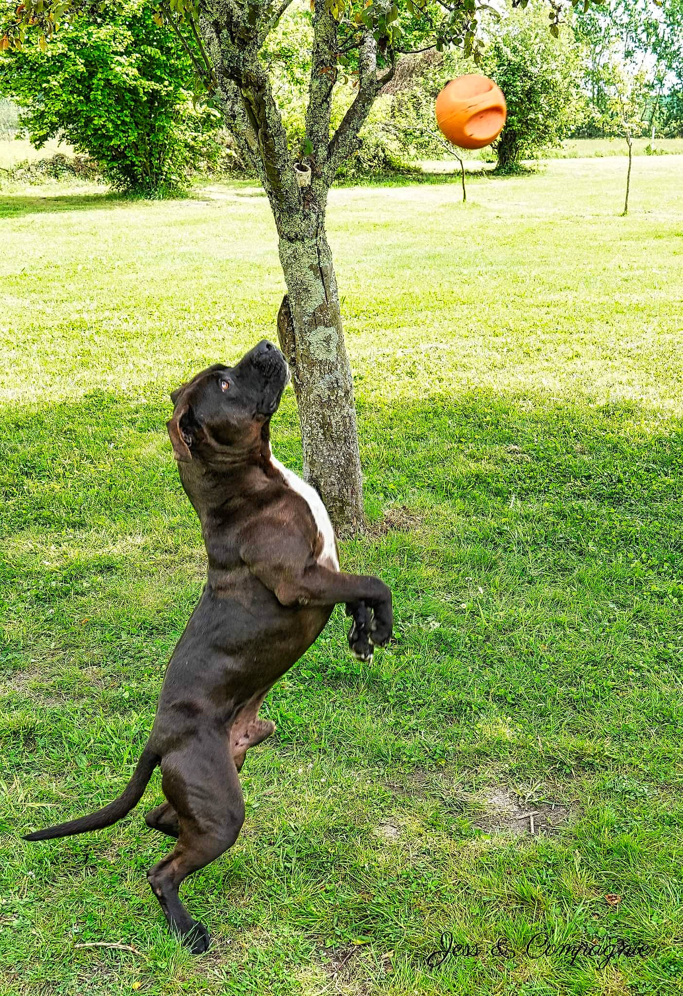Azor participe au concours pour gagner de l'argent avec cette photo : art, ball, basketball, canidae, carnivore, collar, companion_dog, dog, dog_breed, fawn, grass, guard_dog, plant, sporting_group, sports_equipment, tail, terrestrial_animal, tree, trunk, working_dog