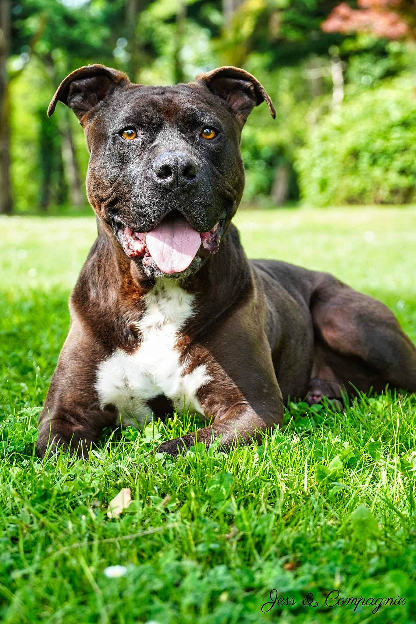 Azor a rejoint le concours — aidez-le/la à gagner de superbes lots ! canidae, carnivore, companion_dog, dog, dog_breed, dog_collar, fawn, flower, grass, groundcover, liver, molosser, non_sporting_group, plant, sporting_group, terrestrial_animal, tree, whiskers, working_animal, working_dog