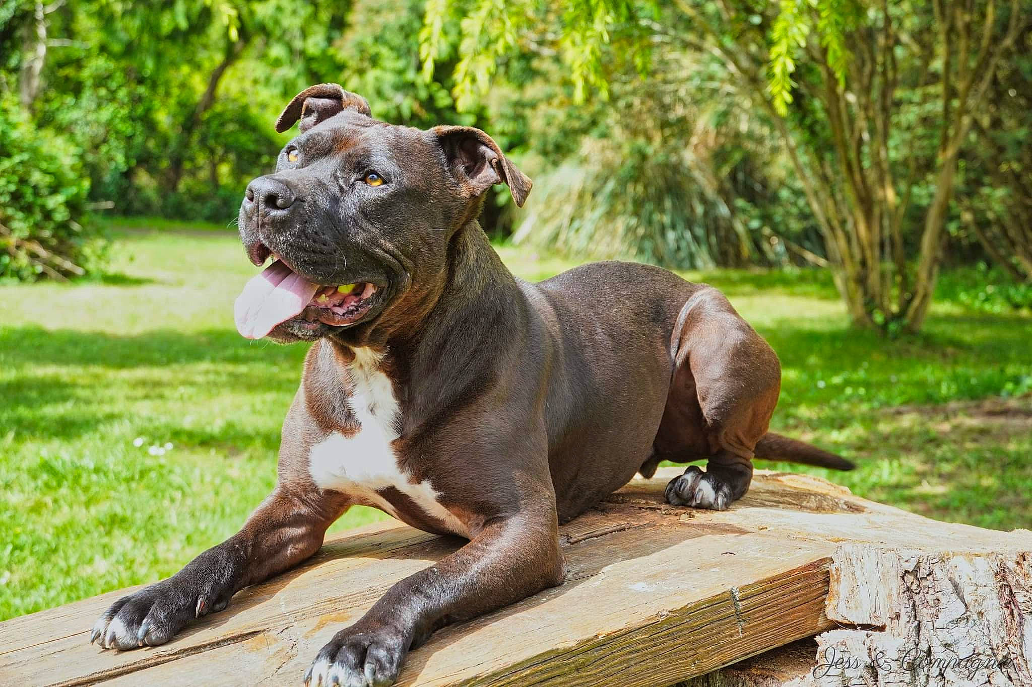 Azor participe au concours pour gagner de l'argent avec cette photo : art, canidae, carnivore, collar, companion_dog, dog, dog_breed, dog_collar, fawn, grass, liver, plant, snout, sporting_group, tail, terrestrial_animal, tree, wood, working_animal, working_dog