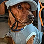 Millyotis Seymour is registered to the contest to win money with this photo: dog, brown_dog, cap, clothing, leash, indoor, tile_floor, pet, canine, close_up, paw, person_hand, blue_outfit, cute, animal, domestic_animal, pet_accessory, resting, looking_away, floor