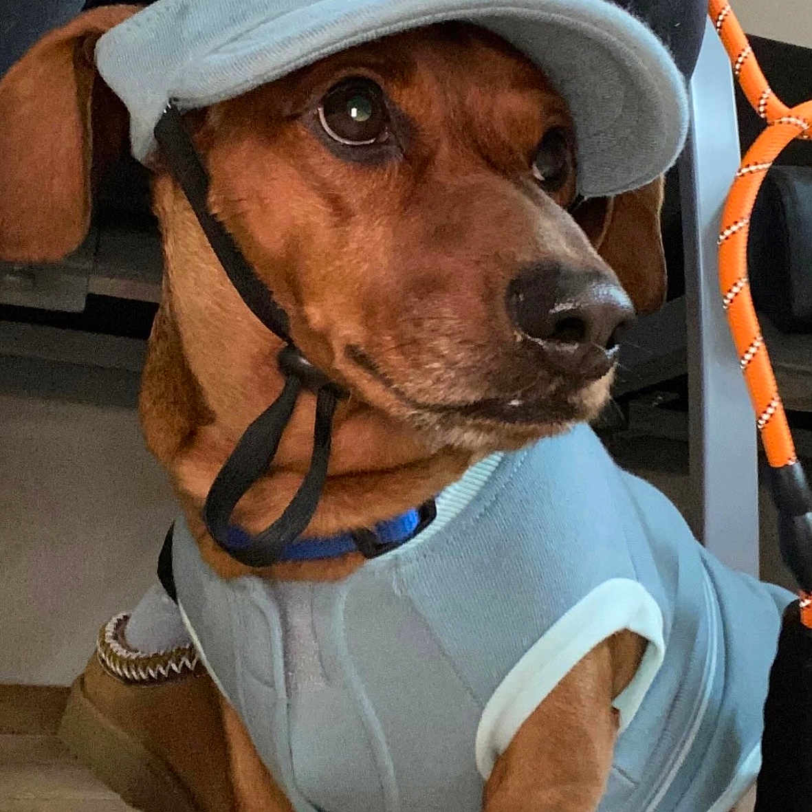 Millyotis Seymour is registered to the contest to win money with this photo: animal, blue_outfit, brown_dog, canine, cap, close_up, clothing, cute, dog, domestic_animal, floor, indoor, leash, looking_away, paw, person_hand, pet, pet_accessory, resting, tile_floor
