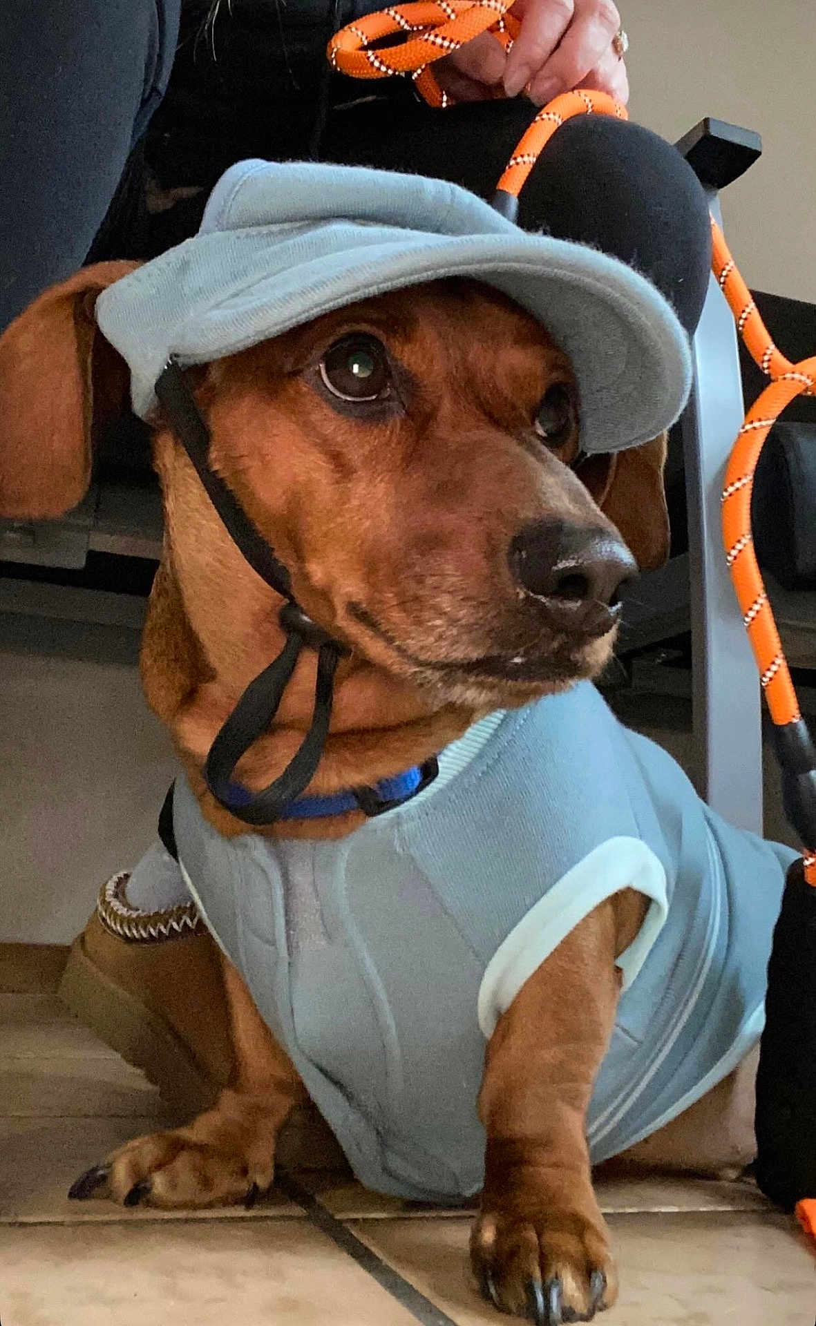 Millyotis Seymour is registered to the contest to win money with this photo: dog, brown_dog, cap, clothing, leash, indoor, tile_floor, pet, canine, close_up, paw, person_hand, blue_outfit, cute, animal, domestic_animal, pet_accessory, resting, looking_away, floor