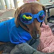 Millyotis Seymour is registered to the contest to win money with this photo: dog, goggles, blue_jacket, blanket, indoor, pet, brown_dog, reflection, cozy, bedroom, window, furniture, relaxed, cute, accessory, domestic_animal, resting, portrait, animal, canine