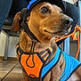 Millyotis Seymour is registered to the contest to win money with this photo: dog, dachshund, pet, harness, helmet, brown_dog, indoor, floor, tile_floor, sitting, canine, leash, orange_harness, blue_harness, short_legs, close_up, animal, companion, domestic_animal, cute