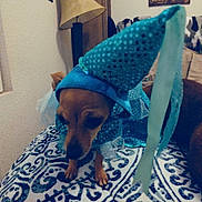 Bitty Lb Seymour joined the competition — help win amazing prizes! dog, costume, blue, bedspread, pattern, indoor, lamp, wall_art, pet, small_dog, fabric, ribbons, brown_dog, animal, furniture, home, cute, dress_up, portrait, domestic