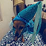 dog, costume, blue, bedspread, pattern, indoor, lamp, wall_art, pet, small_dog, fabric, ribbons, brown_dog, animal, furniture, home, cute, dress_up, portrait, domestic