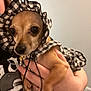 dog, small_dog, pet, clothing, checkered_pattern, hand, person, indoor, closeup, cute, brown_dog, costume, frill, face, animal, holding, shirt, graphic_print, floor, wall