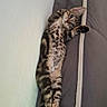 Guimauve a rejoint le concours — aidez-le/la à gagner de superbes lots ! cat, kitten, bengal_cat, spotted_fur, lying_down, stretching, raised_paw, green_eyes, animal, pet, bed, pillow, cushion, bedroom, indoor, portrait, cute, relaxed, playful, photography