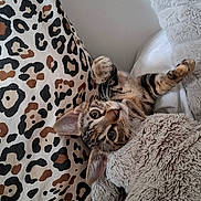 Guimauve a rejoint le concours — aidez-le/la à gagner de superbes lots ! cat, kitten, animal, pet, feline, portrait, wide_eyed, lying_down, upside_down, indoors, cushion, leopard_print, stuffed_animal, teddy_bear, blanket, soft_furniture, cozy, playful, close_up, photography