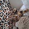 cat, kitten, animal, pet, feline, portrait, wide_eyed, lying_down, upside_down, indoors, cushion, leopard_print, stuffed_animal, teddy_bear, blanket, soft_furniture, cozy, playful, close_up, photography