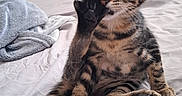 Guimauve a rejoint le concours — aidez-le/la à gagner de superbes lots ! cat, kitten, tabby, pet, animal, sitting, bed, bedroom, blanket, radiator, indoors, cozy, raised_paw, facepalm, striped_fur, large_ears, tail, cute, funny, portrait