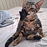 cat, kitten, tabby, pet, animal, sitting, bed, bedroom, blanket, radiator, indoors, cozy, raised_paw, facepalm, striped_fur, large_ears, tail, cute, funny, portrait