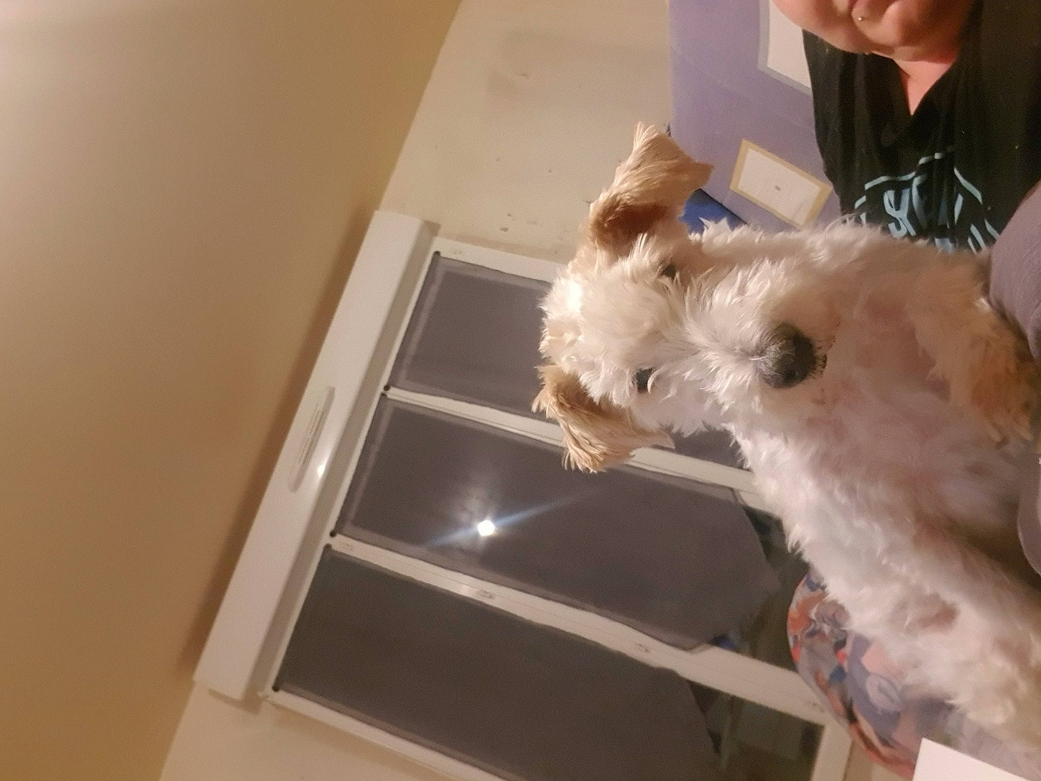 Benji participe au concours pour gagner de l'argent avec cette photo : canidae, carnivore, companion_dog, dog, dog_breed, fawn, felidae, flooring, fur, hardwood, puppy_love, room, small_terrier, small_to_medium_sized_cats, sporting_group, terrier, toy_dog, whiskers, wood, working_animal