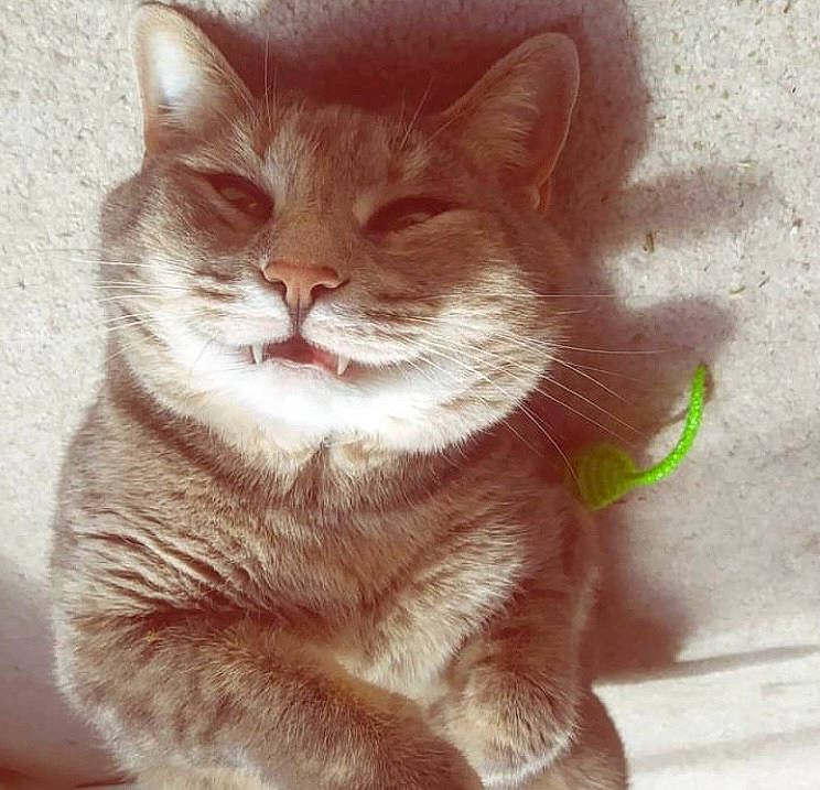 Kip joined the competition — help win amazing prizes! carnivore, cat, claw, domestic_short_haired_cat, eye, fawn, felidae, fur, head, paw, small_to_medium_sized_cats, tail, terrestrial_animal, whiskers, window