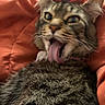 Kitty K is registered to the contest to win money with this photo: animal, cat, close_up, cozy, cute, ears, expression, feline, fur, indoor, licking, orange_blanket, pet, playful, relaxed, sleepy, tabby, tongue, tongue_out, whiskers