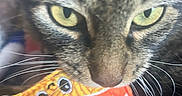 Kitty K joined the competition — help win amazing prizes! animal, cat, close_range, close_up, curious, cute, face, feline, fur, indoor, muzzle, noodle_soup_toy, nose, pet, playful, soft_focus, tabby_cat, toy, whiskers, yellow_eyes
