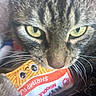 animal, cat, close_range, close_up, curious, cute, face, feline, fur, indoor, muzzle, noodle_soup_toy, nose, pet, playful, soft_focus, tabby_cat, toy, whiskers, yellow_eyes