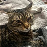 Kitty K is registered to the contest to win money with this photo: animal, blanket, cat, closeup, comfort, cozy, ears, eyes, face, fur, furniture, home, indoor, pet, relaxed, resting, soft, tabby_cat, texture, whiskers