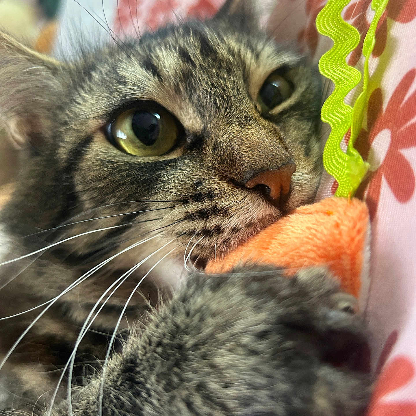 Kitty K is registered to the contest to win money with this photo: animal, cat, close_up, cozy, curious, eyes, fabric, floral_pattern, fur, green, indoor, muzzle, orange, paw, pet, playful, snuggling, tabby, toy, whiskers