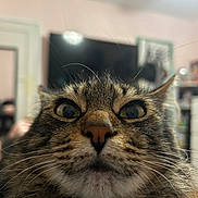 Kitty K is registered to the contest to win money with this photo: animal, blurred_background, cat, close_up, curious, cute, domestic, eyes, face, feline, fur, furniture, household, indoor, mammal, nose, pet, portrait, tabby_cat, whiskers