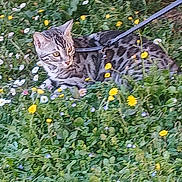 Yuzu a rejoint le concours — aidez-le/la à gagner de superbes lots ! animal, cat, curious, flowers, garden, grass, greenery, leash, nature, outdoor, pet, playful, resting, small_flowers, summer, tabby, white_flowers, wildflowers, yellow_flowers, young_cat