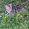 animal, cat, curious, flowers, garden, grass, greenery, leash, nature, outdoor, pet, playful, resting, small_flowers, summer, tabby, white_flowers, wildflowers, yellow_flowers, young_cat