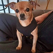 Chico Flores joined the competition — help win amazing prizes! dog, small_dog, pet, indoor, person, black_vest, chair, fan, floor, sitting, brown_dog, cute, animal, companion, lap, furniture, home, relaxed, looking, ears