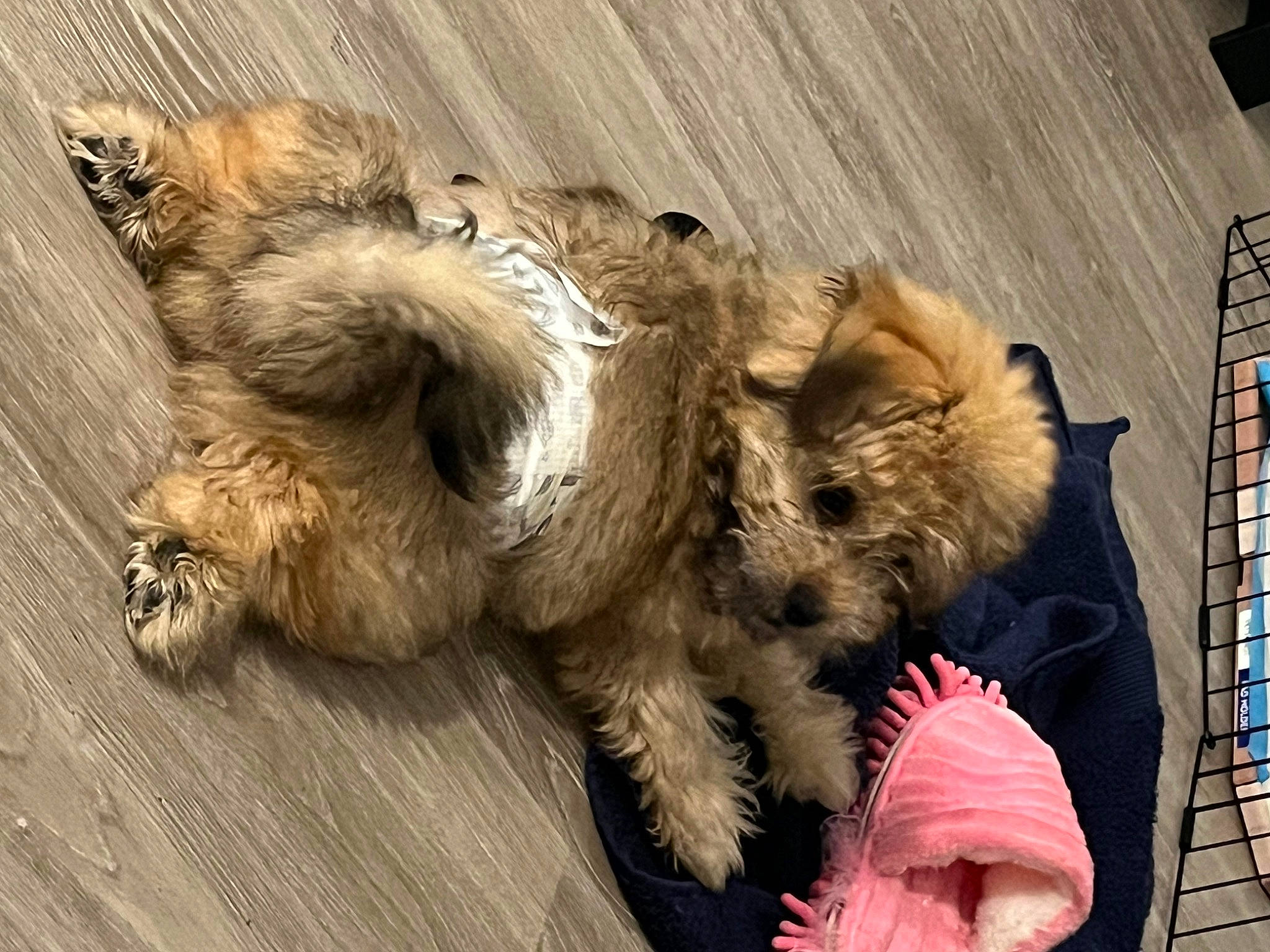 Oso is registered to the contest to win money with this photo: canidae, carnivore, claw, companion_dog, dog_breed, fawn, felidae, fur, paw, small_terrier, small_to_medium_sized_cats, snout, sporting_group, tail, terrestrial_animal, terrier, toy_dog, whiskers, window, wood