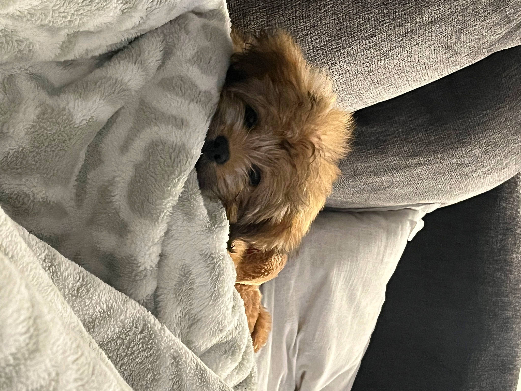 Oso is registered to the contest to win money with this photo: bedding, canidae, carnivore, comfort, companion_dog, dog, dog_breed, duvet, fawn, felidae, fur, grey, linens, nap, sleeve, sporting_group, textile, tints_and_shades, toy_dog, wildlife