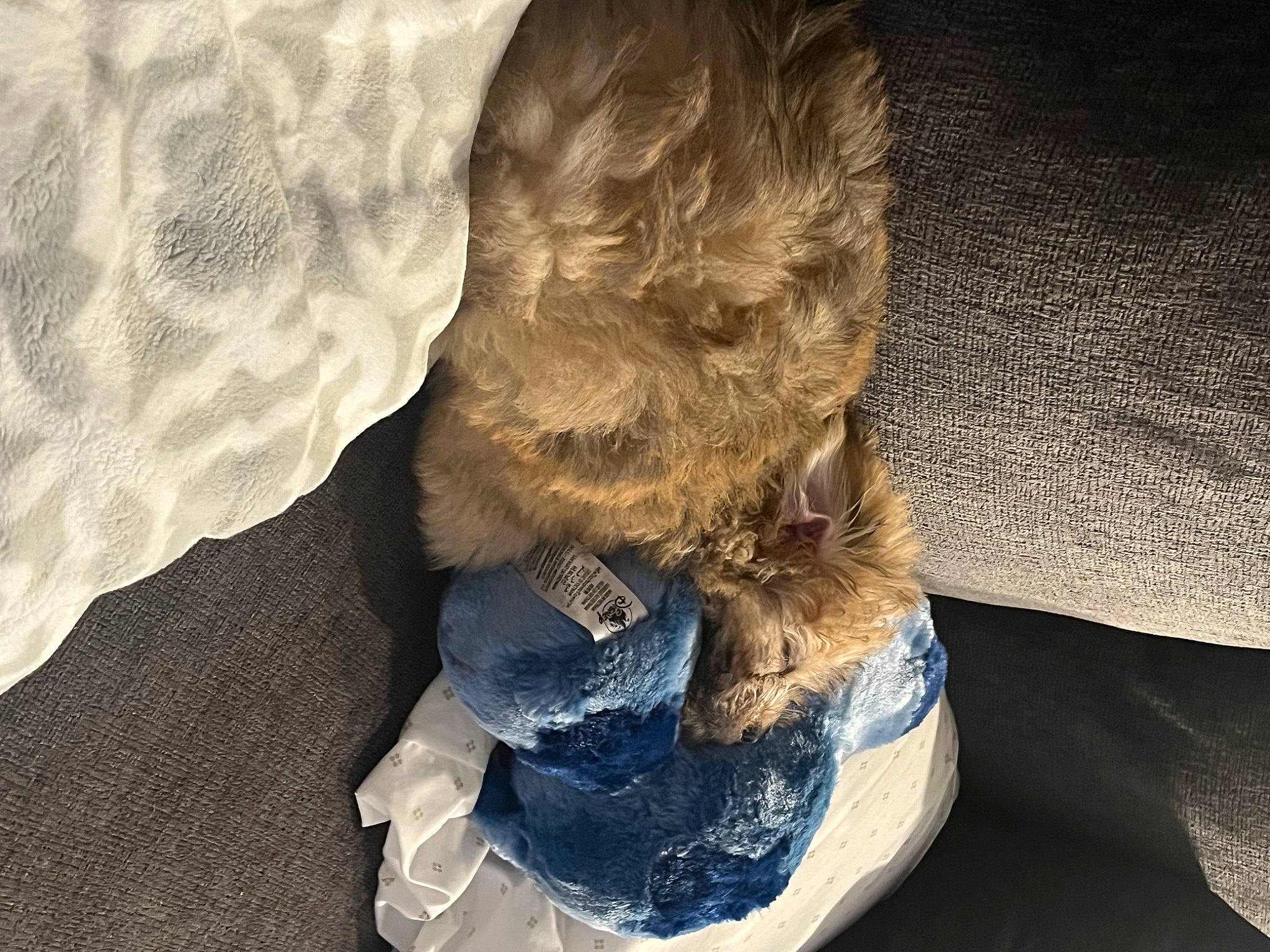 Oso is registered to the contest to win money with this photo: comfort, companion_dog, electric_blue, fashion_accessory, fur, linens, pattern, personal_protective_equipment, sleeve, sporting_group, wood, wrinkle