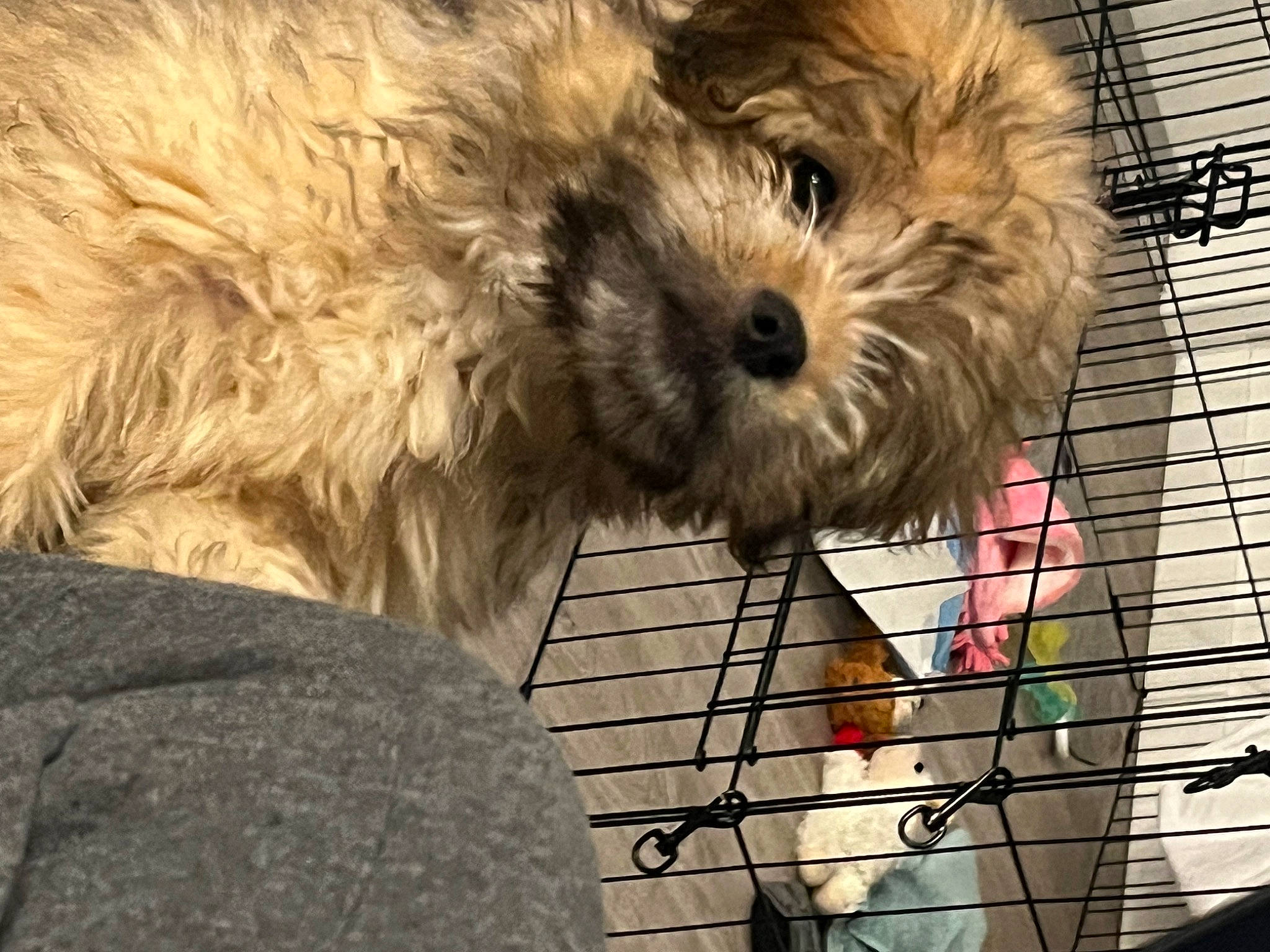 Oso is registered to the contest to win money with this photo: canidae, carnivore, companion_dog, dog, dog_breed, dog_collar, dog_supply, fur, labradoodle, poodle_crossbreed, puppy_love, shih_poo, small_terrier, snout, sporting_group, terrier, toy, toy_dog, water_dog, working_animal