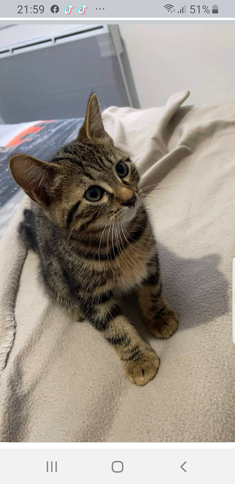 Gus a rejoint le concours — aidez-le/la à gagner de superbes lots ! carnivore, cat, claw, comfort, domestic_short_haired_cat, felidae, fur, paw, sitting, small_to_medium_sized_cats, snout, tail, terrestrial_animal, whiskers