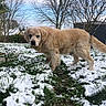 Jeko a rejoint le concours — aidez-le/la à gagner de superbes lots ! dog, golden_retriever, snow, grass, tree, outdoor, backyard, pet, canine, winter, leafless_tree, plant, pink_planter, fur, animal, nature, path, sky, cloud, garden_shed