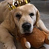 dog, golden_retriever, crown, toy, plush, floor, indoor, pet, animal, resting, lying_down, cute, calm, mammal, domestic_animal, face, paw, furry, head, cozy
