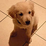 Jeko a rejoint le concours — aidez-le/la à gagner de superbes lots ! puppy, dog, golden_retriever, animal, pet, floor, tile, cute, young, fluffy, indoor, sitting, adorable, canine, small, fur, eyes, ears, shadow, light