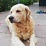 dog, golden_retriever, pet, animal, outdoor, patio, tile_floor, greenery, flowers, toy, relaxed, canine, fur, nature, daylight, garden, resting, companion, domestic_animal, mammal