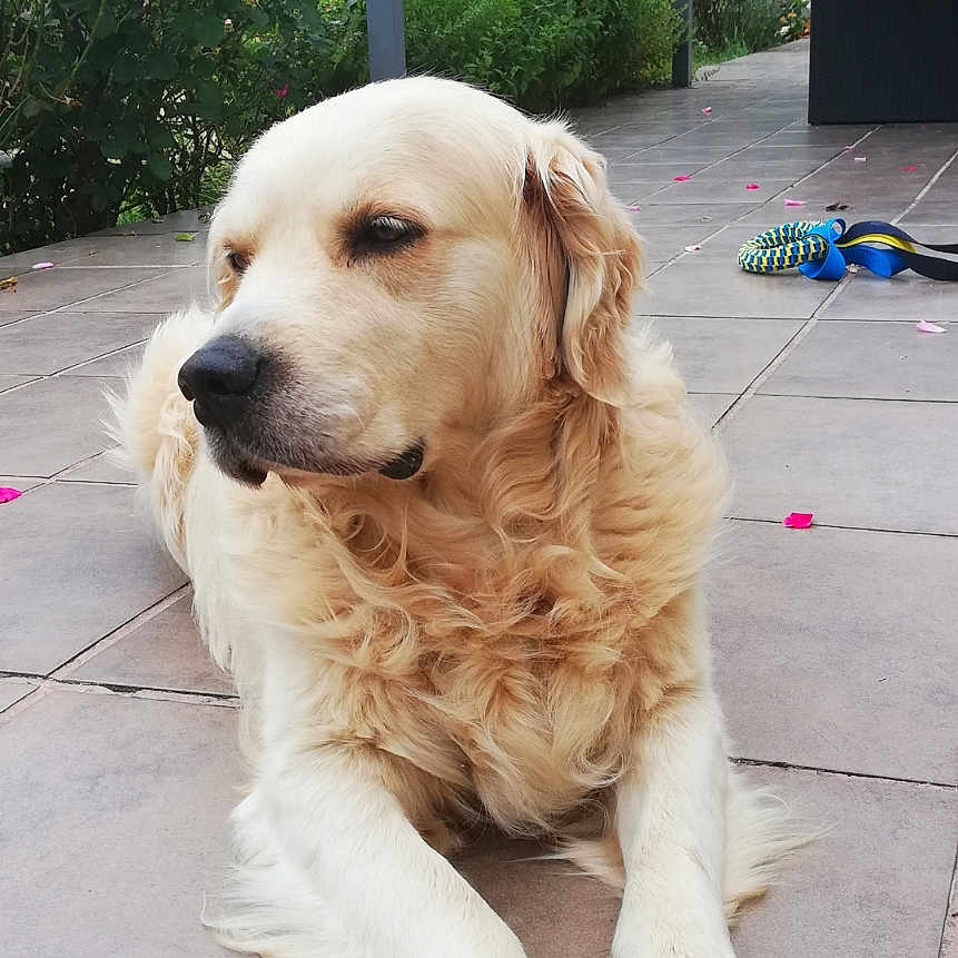 Jeko a rejoint le concours — aidez-le/la à gagner de superbes lots ! dog, golden_retriever, pet, animal, outdoor, patio, tile_floor, greenery, flowers, toy, relaxed, canine, fur, nature, daylight, garden, resting, companion, domestic_animal, mammal