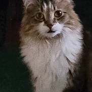 Max is registered to the contest to win money with this photo: cat, fluffy_fur, brown_and_white, pet, animal, feline, portrait, indoor, close_up, whiskers, ears, eyes, face, domestic_cat, mammal, cute, soft, fur, looking, sitting