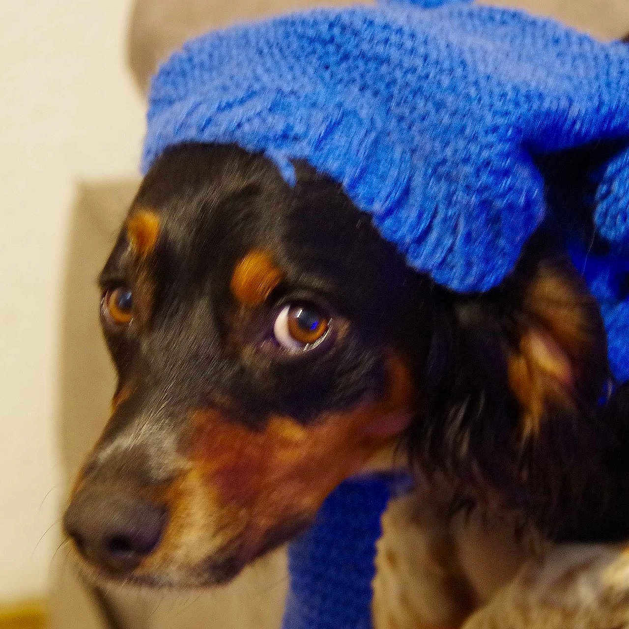 Tilly a rejoint le concours — aidez-le/la à gagner de superbes lots ! animal, blanket, canine, cap, clothing, cockerspaniel, cushion, dog, face, hat, head, homedecor, hound, linen, person, pet, puppy, purple, scarf, snout