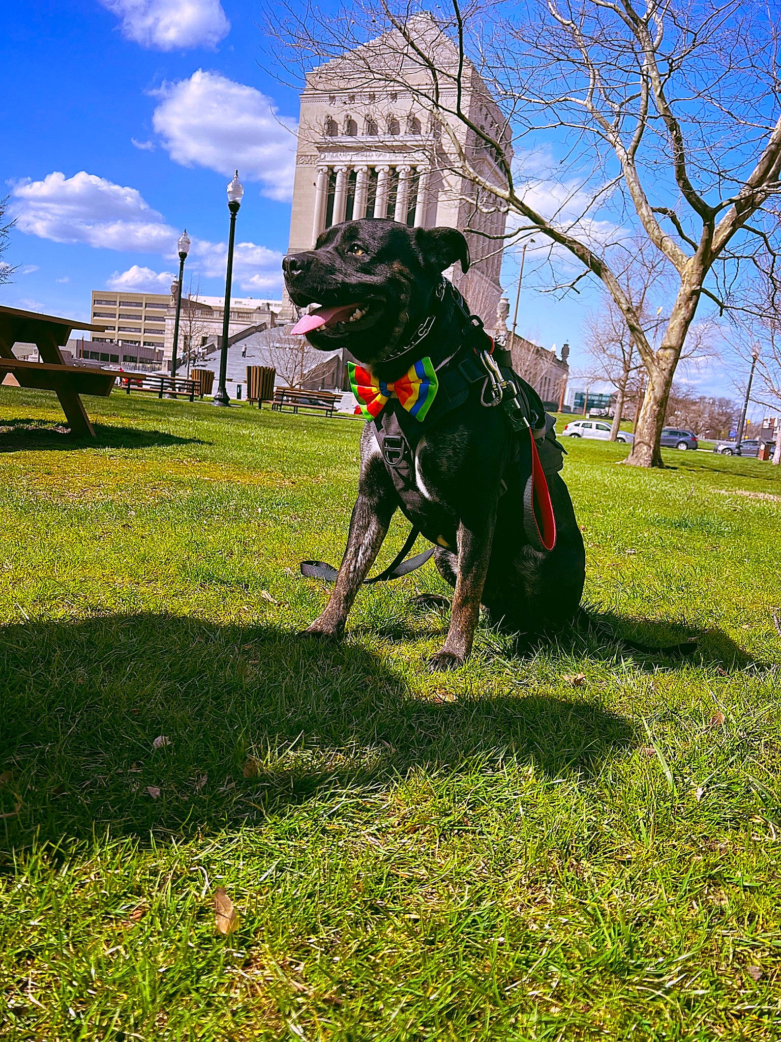 Duke joined the competition — help win amazing prizes! art, building, canidae, carnivore, cloud, companion_dog, dog, dog_breed, grass, grassland, happy, lawn, leash, people_in_nature, plant, recreation, sky, sporting_group, tree, working_animal