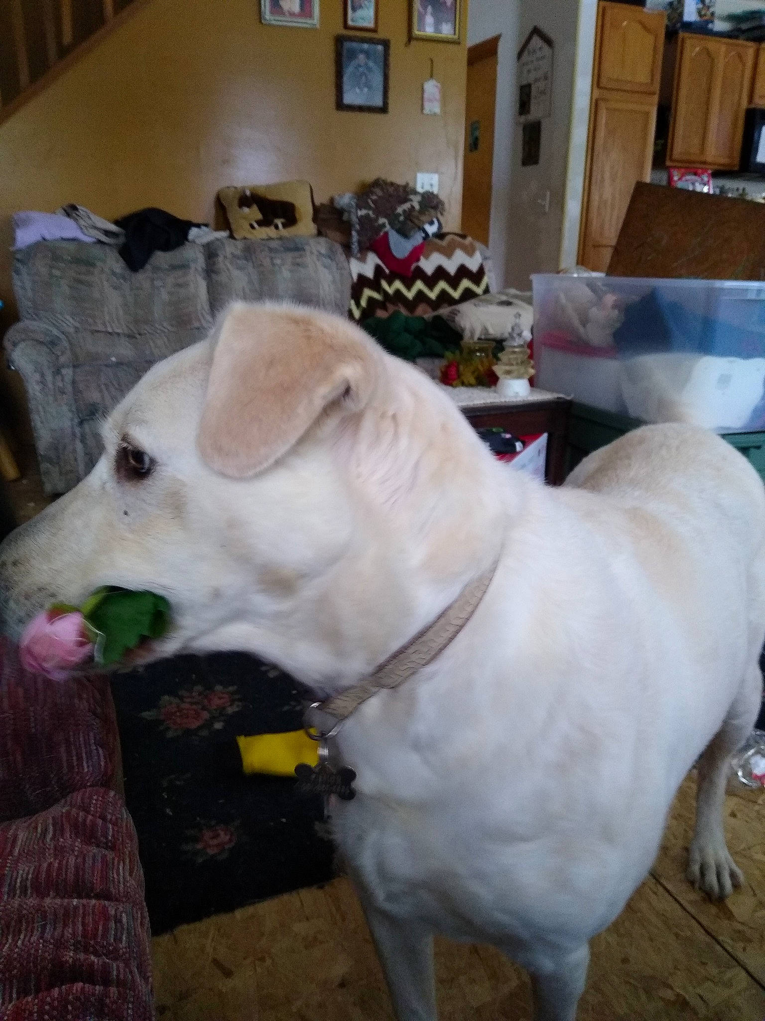 Fisher joined the competition — help win amazing prizes! canidae, carnivore, collar, companion_dog, dog, dog_breed, dog_supply, fawn, felidae, flooring, fur, guard_dog, pet_supply, picture_frame, small_to_medium_sized_cats, snout, sporting_group, tail, whiskers, working_animal