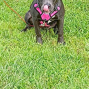 Azulo joined the competition — help win amazing prizes! animal, black_dog, canine, cute, dog, ears, friendly, fur, grass, leash, muzzle, nature, obedient, outdoor, pet, pink_harness, playful, sitting, summer, tongue_out
