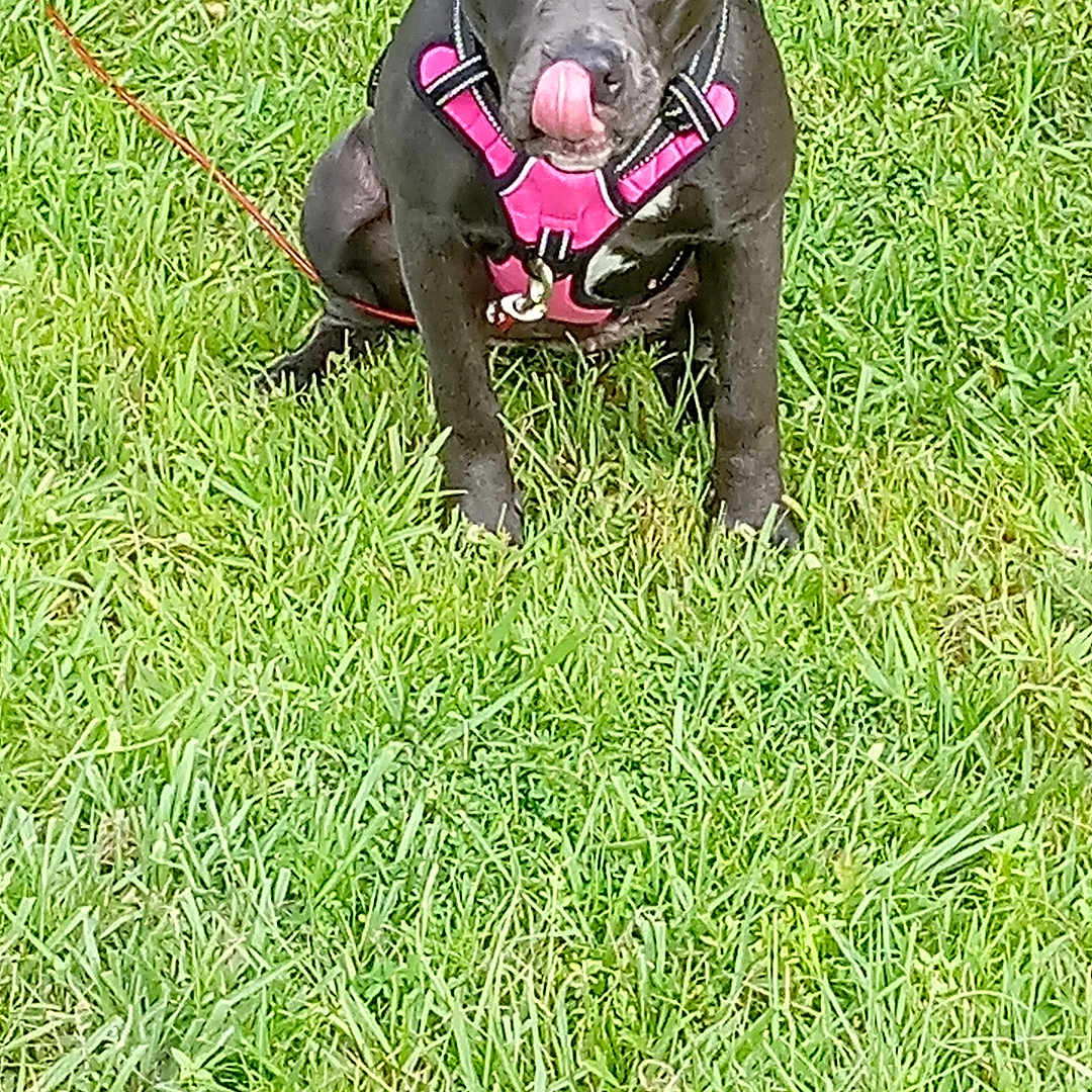 Azulo joined the competition — help win amazing prizes! animal, black_dog, canine, cute, dog, ears, friendly, fur, grass, leash, muzzle, nature, obedient, outdoor, pet, pink_harness, playful, sitting, summer, tongue_out