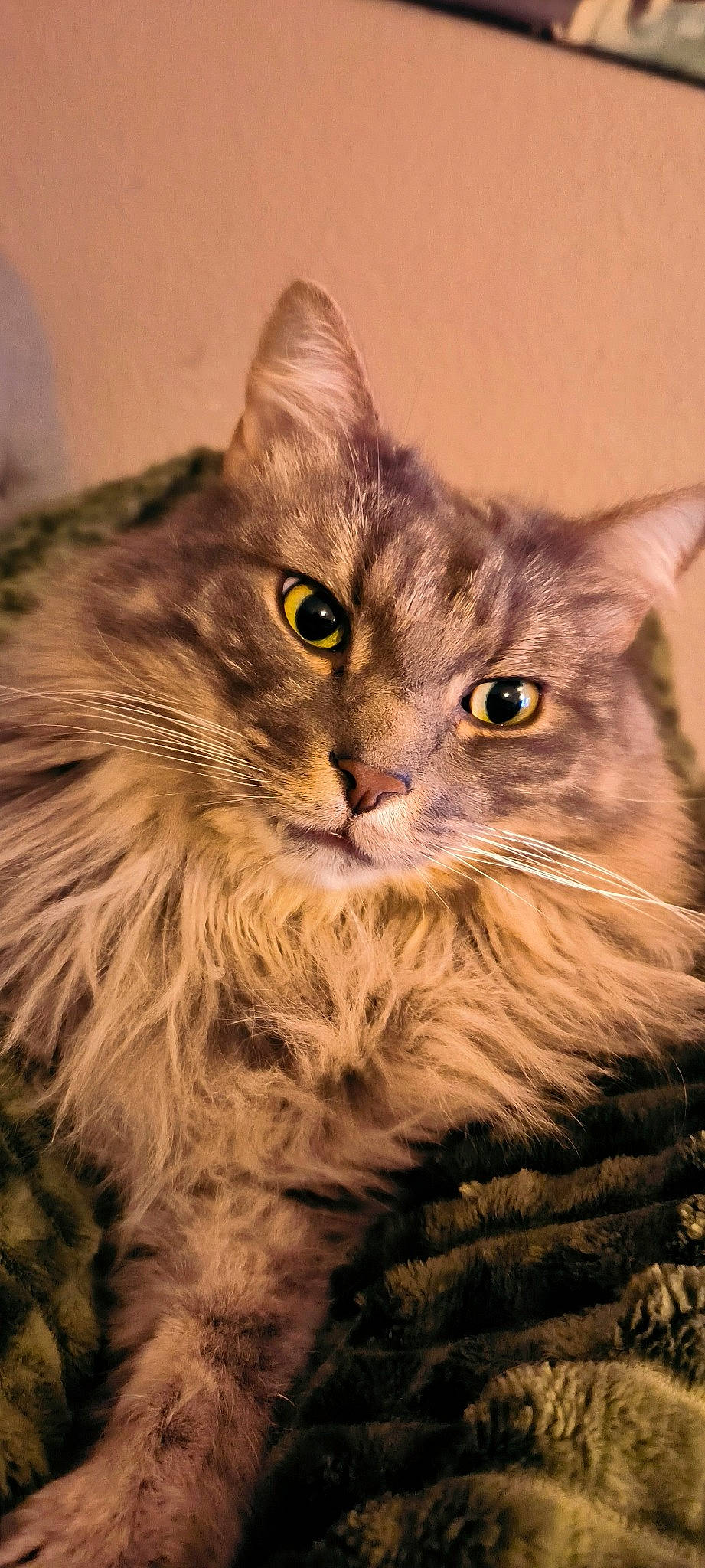 Bouboule a rejoint le concours — aidez-le/la à gagner de superbes lots ! art, carnivore, cat, close_up, domestic_short_haired_cat, felidae, fur, grass, maine_coon, small_to_medium_sized_cats, snout, terrestrial_animal, whiskers, wildlife