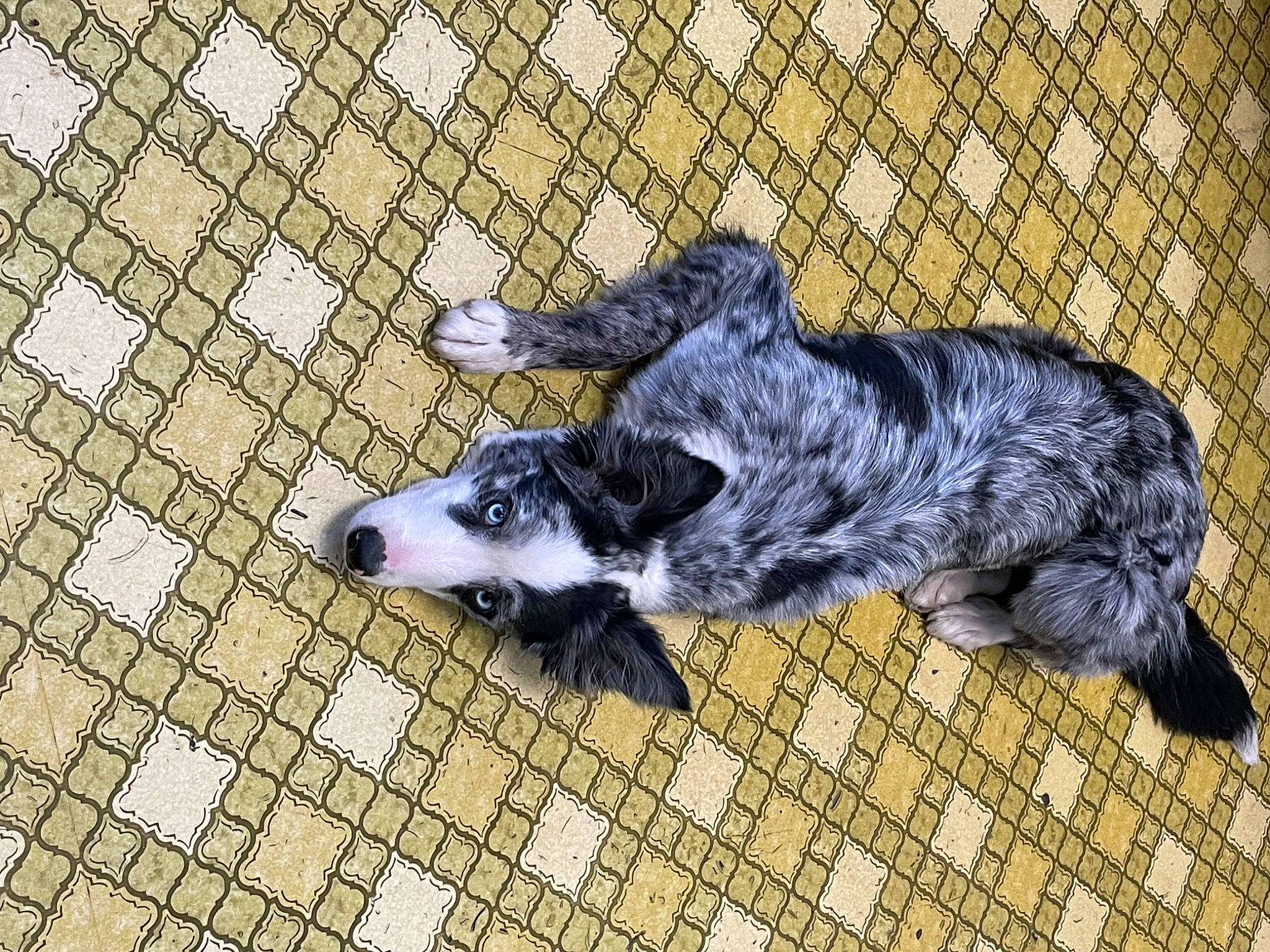 Shylo is registered to the contest to win money with this photo: canidae, carnivore, companion_dog, dog, dog_breed, fence, flooring, guard_dog, herding_dog, hunting_dog, mesh, sporting_group, street_dog, tail, terrestrial_animal, working_animal, working_dog